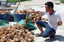 Trang trại gà bị ném đá, hơn 1.200 con bị chết