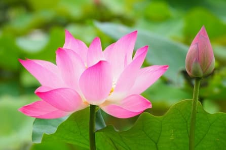 Thiện niệm khiến người ta quảng đại, tư tâm khiến người ta nhỏ nhen