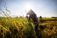 Quý I: Nông nghiệp tăng trưởng âm 1,17%